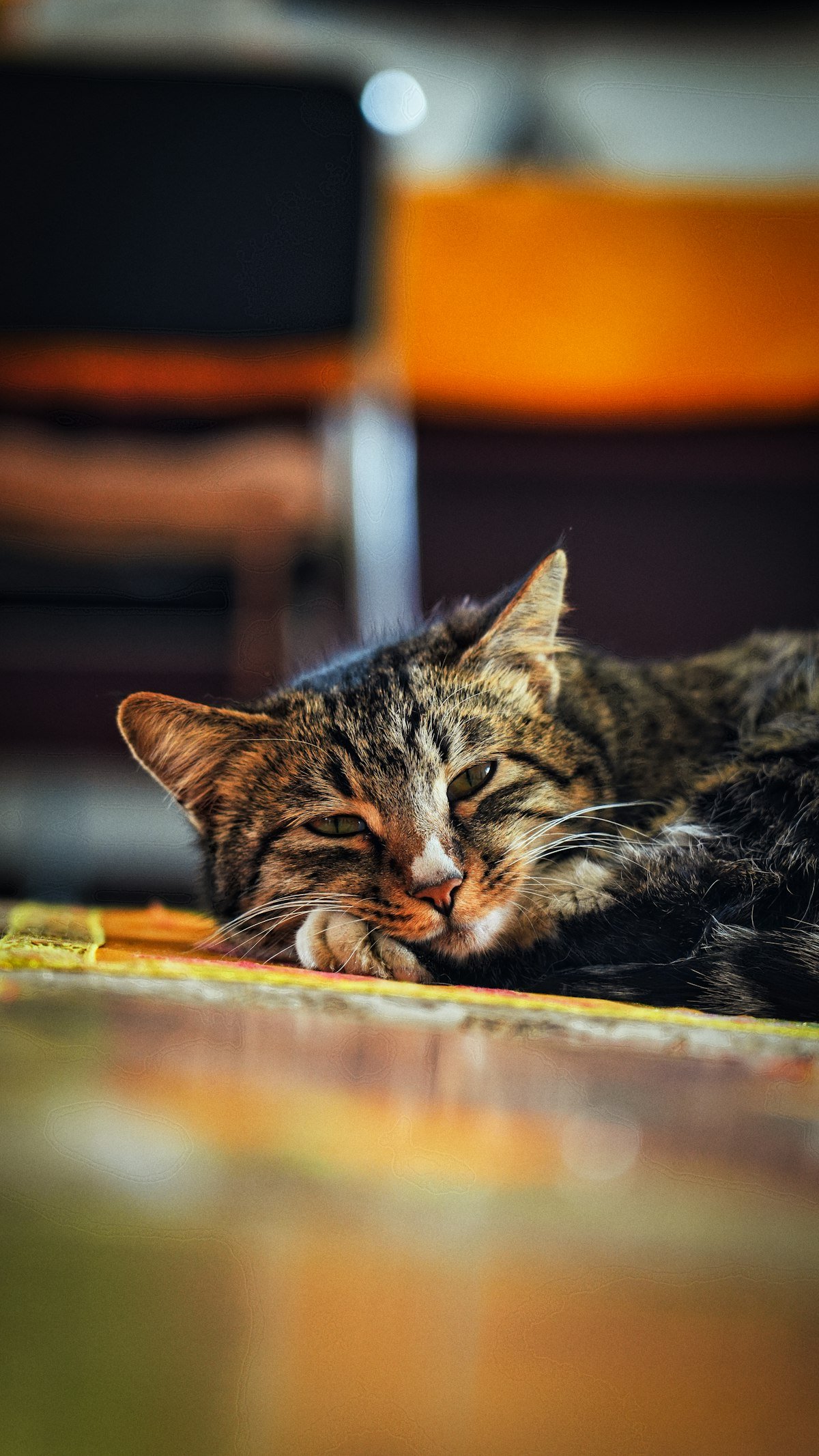 Un chat tigré assoupi, la tête posée sur sa patte